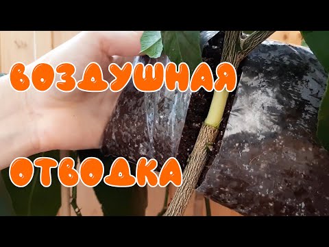 Видео: Воздушная отводка лимона Лунарио. Препарат для укоренения Гетероауксин.