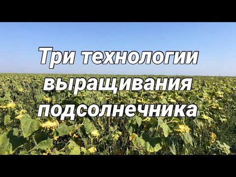 Видео: Три технологии выращивания подсолнечника