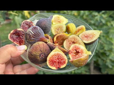 Видео: Інжири у контейнерах, починає достигати основний врожай . 