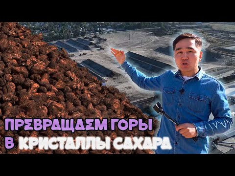 Видео: Как горы свеклы превращаются в сладкие кристаллы сахара? Секреты производства в Кыргызстане