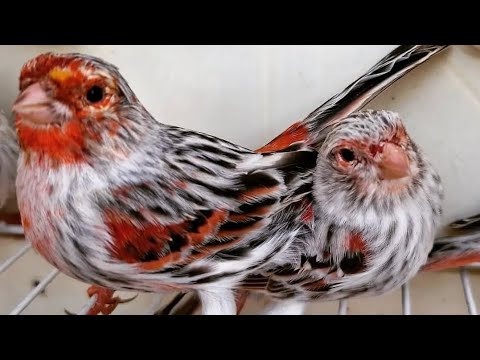 Видео: 12.Yanvar Чорсув канарека йовойи бозори.