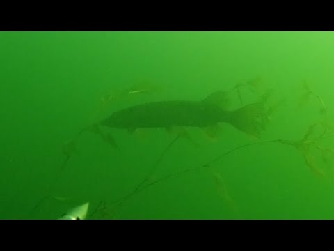 Видео: Удивительно красивый подводный мир озера.