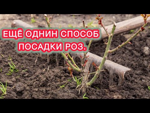 Видео: ВЫСАЖИВАЮ 48 РОЗ В МАССИВ. Самая простая посадка роз.