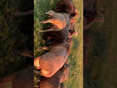 Видео: Добрый день! Снимаю обзор на овец на пастбище . Ждём осенний окот .