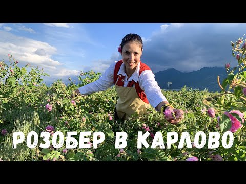 Видео: Сбор роз в Карлово | Праздник роз в Долине роз