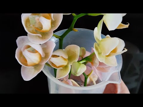 Видео: Опять набрала, целых 5 новеньких красоток!