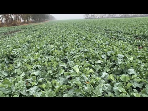 Видео: Огляд посівів ріпаку та пшениці. Яготин, Гадяч та Кривий Ріг!