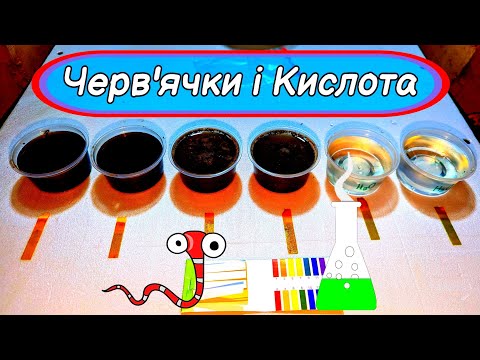 Видео: РОЗВОДИМО ЧЕРВ'ЯЧКІВ У ПІДВАЛІ: черв'яки хворіють!