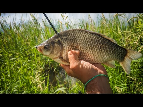 Видео: Мормышинг. Ловля КАРАСЯ. Эффективная проводка на Карася. Спиннинг Nautilus ANT Solid NAT-S582S.