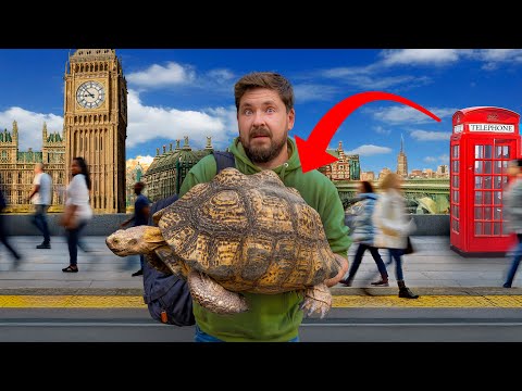 Видео: Частный тур по секретному черепашьему миру Великобритании