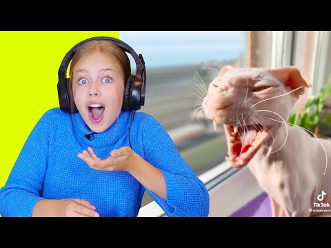Видео: Попробуй не засмеяться Челлендж 🤣 Реакция на смешные видео с животными