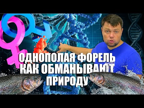 Видео: Форель однополая. Как обманывают природу.