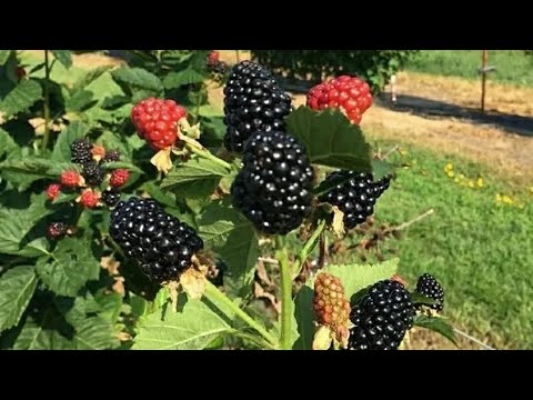 Видео: Посадка И размножение ежевики  Блэк Джем ￼осенью￼