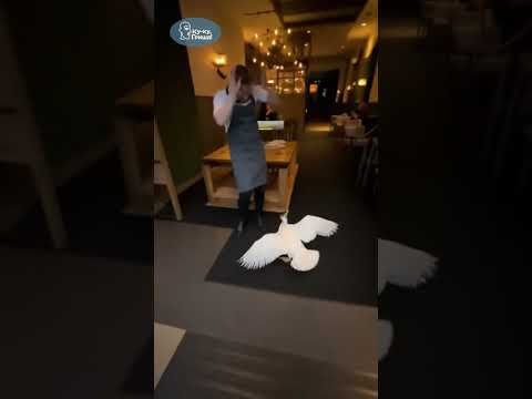 Видео: У Гриши сегодня День рождения ! #shorts #funny