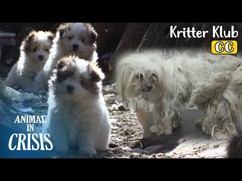 Видео: Эта собака может выглядеть грязной, но она замечательная мать l животное в кризисе, эпизод 371