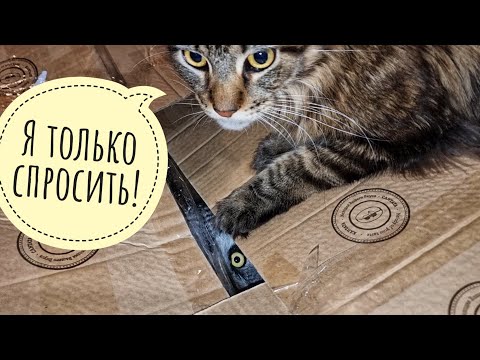 Видео: Тайна загадочной коробки с совой. Кого нам привезла ветеринар Мария Маркина?