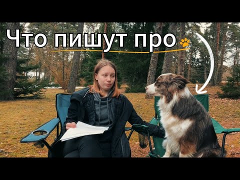 Видео: Что пишут про бордер колли в интернете ?