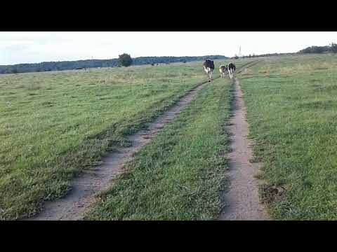 Видео: Пришла ОСЕНЬ-пора ПОКУПАТЬ и ПРОДАВАТЬ КОРОВ!