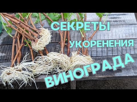 Видео: Секреты укоренения винограда