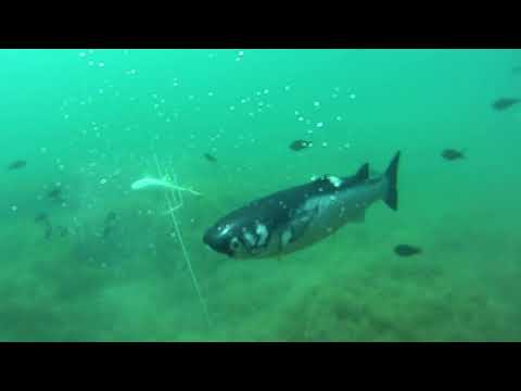 Видео: Охота на лобана 2018 июнь Часть 2