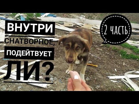 Видео: 2 часть. Удалось ли поймать маму щенят, которые были в опасности😰 Увидят ли они еще раз маму?😭