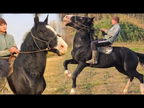 Видео: Оозу Каттуу Атты Эртен Улакта Сынап Ал😱