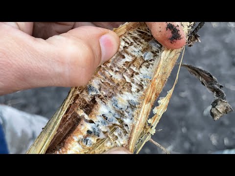 Видео: Склеротиниоз «белая гниль» Подсолнечника.