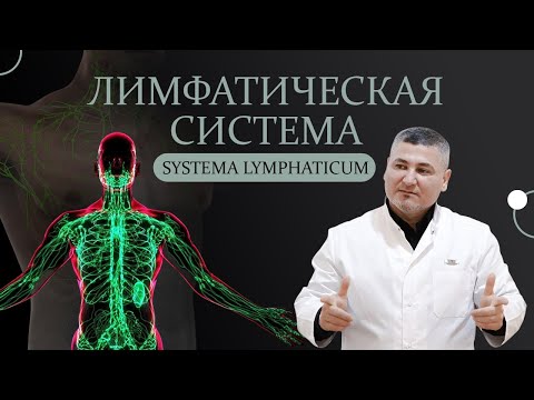 Видео: Лимфатическая система. Лимфатические узлы. Лимфатический