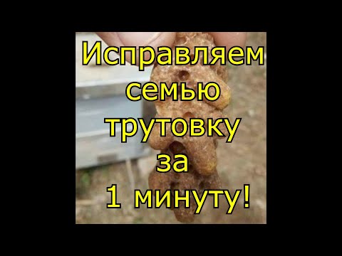 Видео: Исправляем семью трутовку за 1 минуту!