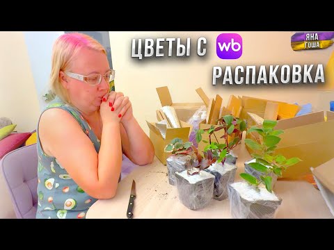 Видео: Можно ли покупать ЦВЕТЫ и РАСТЕНИЯ на WILDBERRIES? Мой опыт! Заказала традесканцию и вот что вышло!