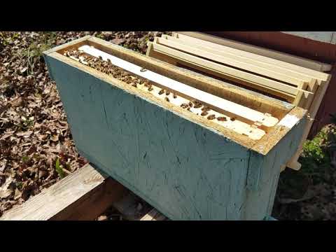 Видео: Как настроить нуклеус для спаривания королевы