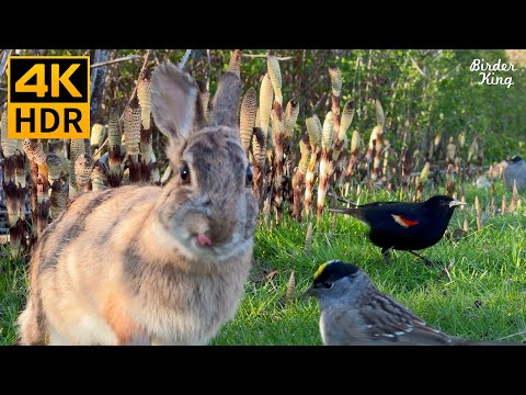 Видео: КОШКА ТВ 😺 Милые птицы, белки, кролики на зеленой траве 🐰 8 часов (4K HDR)