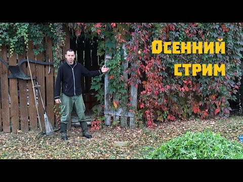 Видео: Осенний стрим Деревенского блокнота.