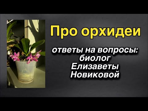 Видео: Елизавета Новикова отвечает на ваши вопросы ПРЯМО СЕЙЧАС! 🔥🔥🔥