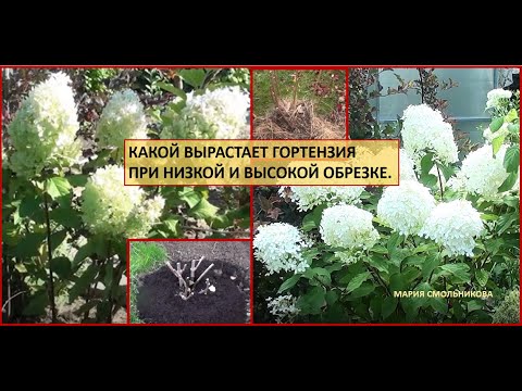 Видео: Какой вырастает гортензия при низкой и высокой обрезке.Сравнение.