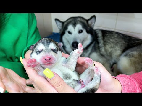Видео: УРА! У НАС РОДИЛИСЬ ЩЕНКИ МАЛАМУТЫ! Роды у собаки.