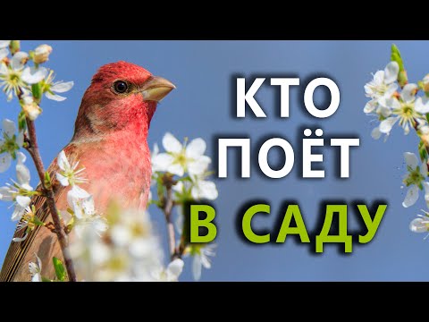 Видео: Какие птицы поют в саду? #голосаптиц 27