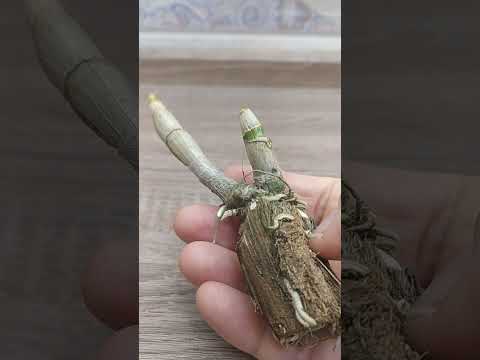 Видео: Дендрофаленопсис с WB