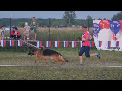 Видео: Главная выставка страны 13-14 августа 2022. Рабочие кобели