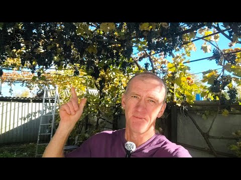 Видео: Виноград, огород, чебуреки. 🍇✂🥟🌱