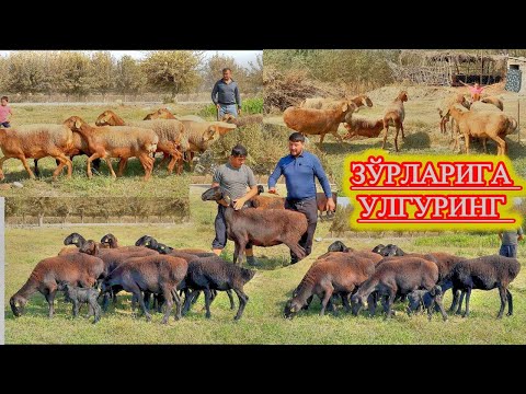 Видео: БОЙЛИК РАМЗИ ХИСОРИ, РУҲГА ДАВО ВИСОЛИ