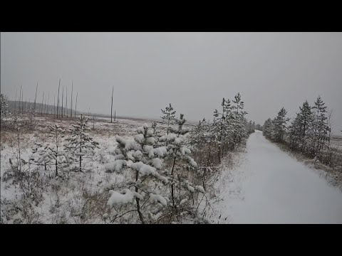 Видео: Прогулка до болота, в надежде встретить боровую дичь,после ночного снегопада