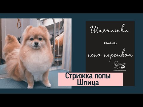 Видео: Как подстричь Шпица.  Штаны.