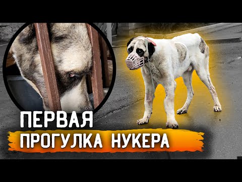 Видео: Первая прогулка Нукера, из за кривых лап ему тяжело. Линда кидается на Нукера, забрали ее в дом.
