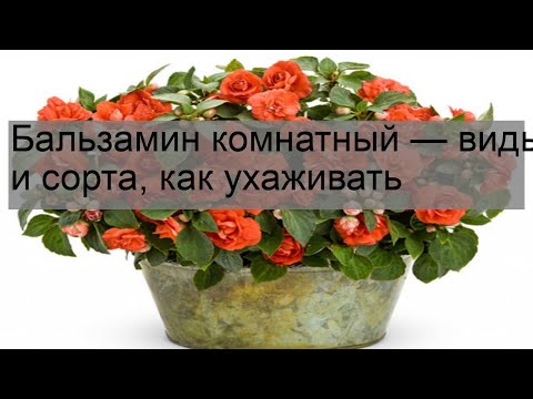 Видео: Бальзамин комнатный — виды и сорта, как ухаживать