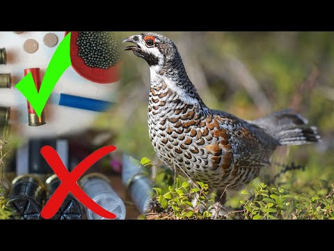 Видео: патрон 12к на рябчика снаряжение