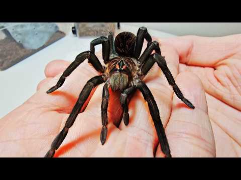 Видео: Процесс Подружиться С Тарантулом