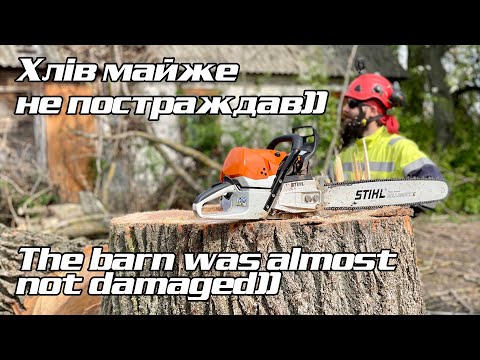 Видео: Ріжемо величезну тополю