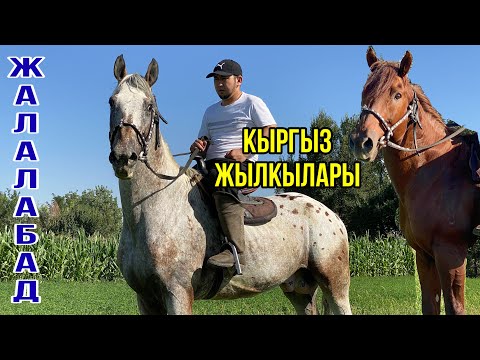 Видео: КҮЧКӨ Толгон Аттар “ЧООКАР” ЯПОНЧИК Нурбектен 22.07.2022