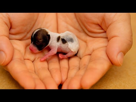 Видео: Мама-собака 🐶 пришла ко мне домой ночью, и на следующий день произошло чудо. 🐶🐕🥰😘❤